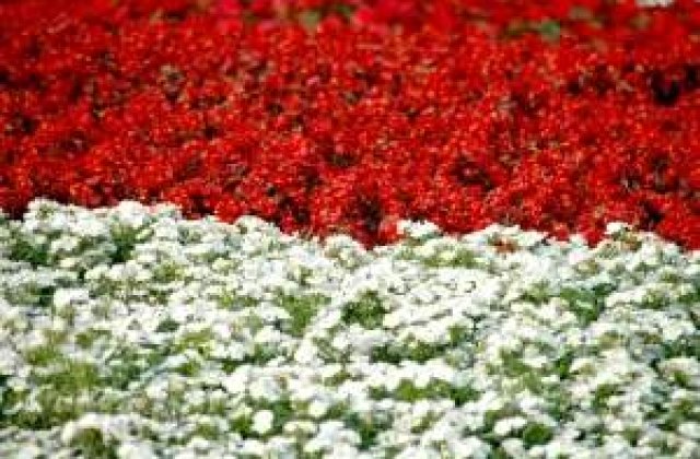 Ce martisoare prefera vedetele