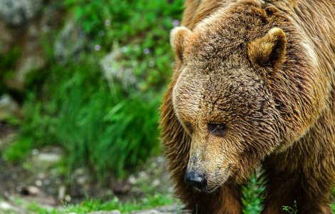 Un cioban de la o stana de langa Comarnic a fost atacat de un urs