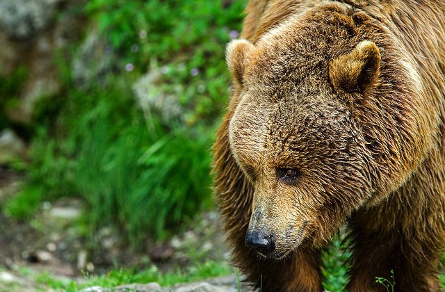 Un cioban de la o stana de langa Comarnic a fost atacat de un urs