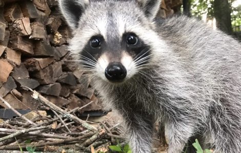 Ratonul Tito este noua vedeta a retelelor sociale