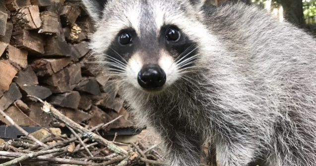 Ratonul Tito este noua vedeta a retelelor sociale