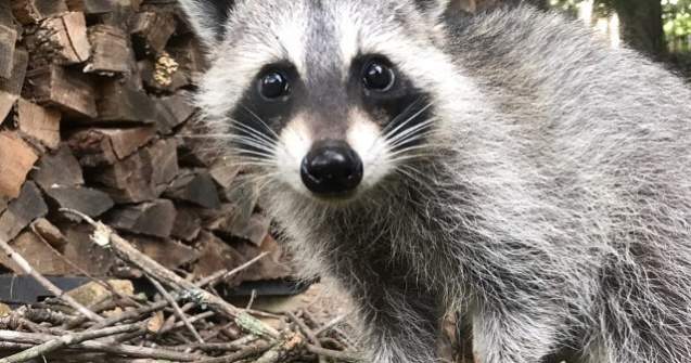 Ratonul Tito este noua vedeta a retelelor sociale