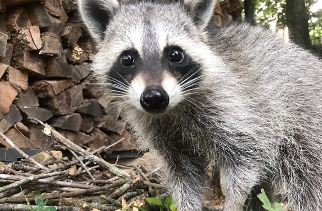 Ratonul Tito este noua vedeta a retelelor sociale