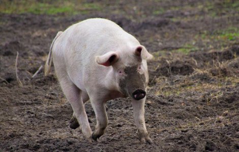 Bacau: O femeie a murit dupa ce a fost muscata de un porc din gospodarie