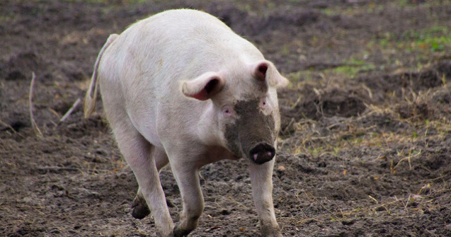 Bacau: O femeie a murit dupa ce a fost muscata de un porc din gospodarie