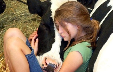  Top  10+ imagini care demonstreaza ca vacile pot fi cele mai simpatice si iubitoare animale de companie