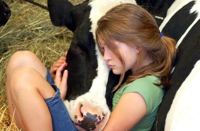 10+ imagini care demonstreaza ca vacile pot fi cele mai simpatice si iubitoare animale de companie