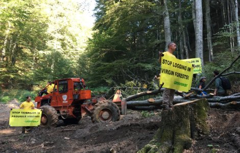 Masuri impotriva defrisarilor. Activistii Greenpeace blocheaza o exploatare forestiera ilegala intr-o padure cvasivirgina