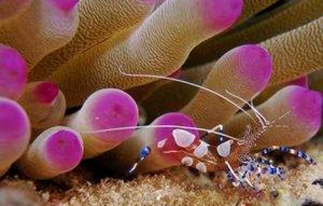 Poze superbe facute sub apa!