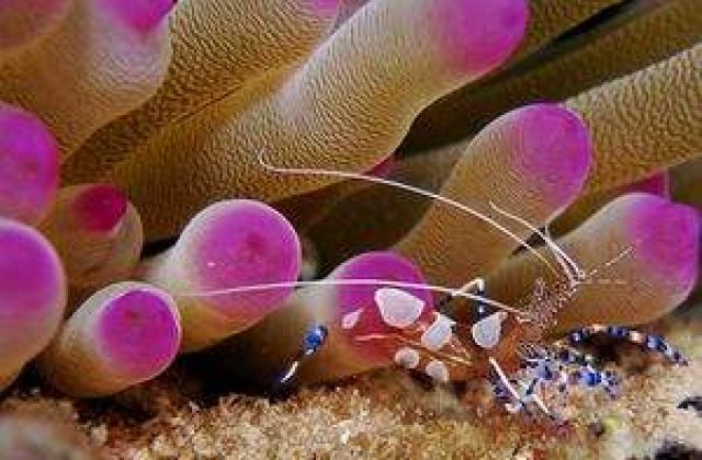 Poze superbe facute sub apa!