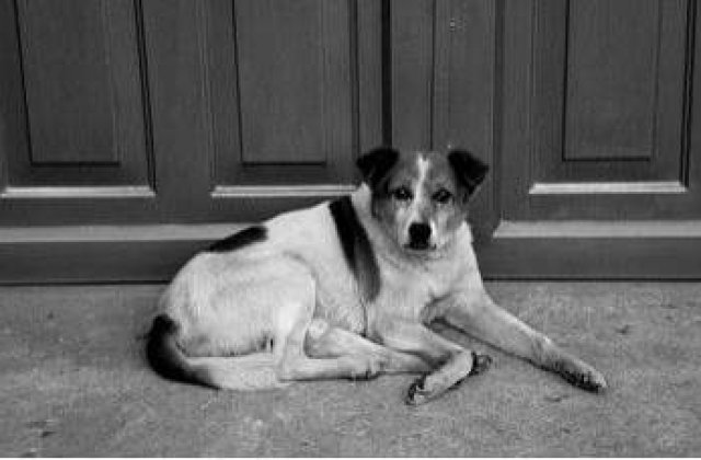 Ce prevede noua lege a cainilor maidanezi?