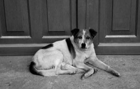 Ce prevede noua lege a cainilor maidanezi?