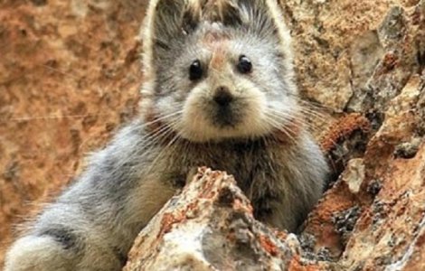  Top  7 animale ciudate despre care nu ai auzit pana acum. Vezi cum arata delfinul roz