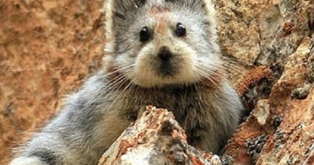  Top  7 animale ciudate despre care nu ai auzit pana acum