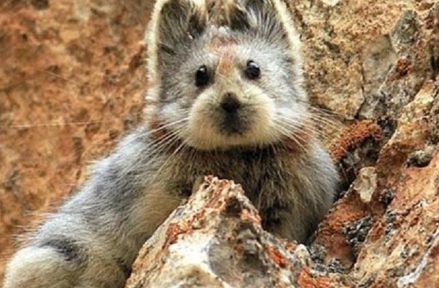 7 animale ciudate despre care nu ai auzit pana acum. Vezi cum arata delfinul roz