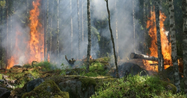 Numarul incendiilor in padurile de stat, in crestere in prima jumatate a anului