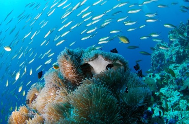 10+ imagini fascinante din adancuri. Ce se ascunde pe fundul marilor si al oceanelor