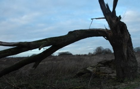 Furtunile au facut ravagii in mai multe localitati: Acoperisuri smulse, copaci rupti de vijelie, drumuri blocate