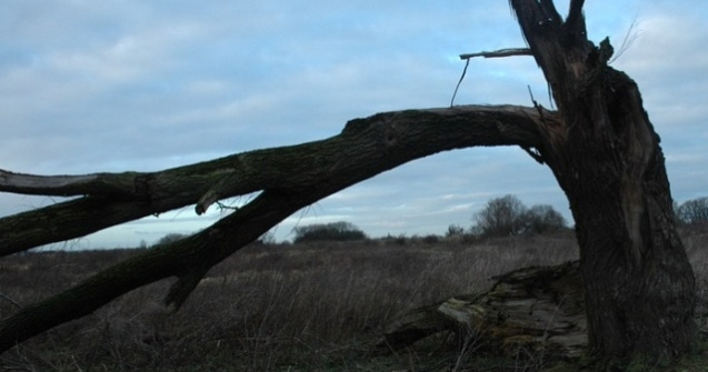 Furtunile au facut ravagii in mai multe localitati: Acoperisuri smulse, copaci rupti de vijelie, drumuri blocate