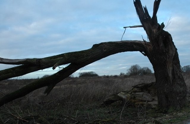 Furtunile au facut ravagii in mai multe localitati: Acoperisuri smulse, copaci rupti de vijelie, drumuri blocate