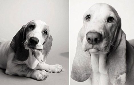  Top  9 imagini care arata cum imbatranesc cei mai buni prieteni ai omului