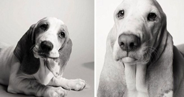  Top  9 imagini care arata cum imbatranesc cei mai buni prieteni ai omului