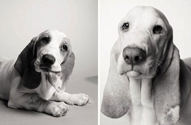 Si ei imbatranesc! 9 fotografii emotionante care arata cat se schimba cainii cu trecerea anilor