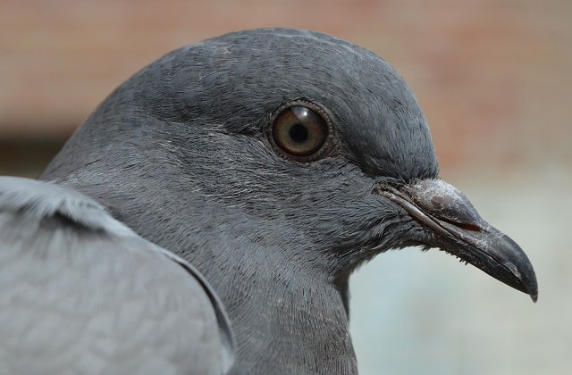 Un roman a vandut un porumbel cu 500.000 de euro