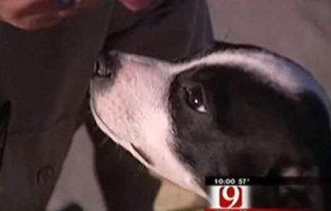 Catelul care a supravietuit eutanasierii!