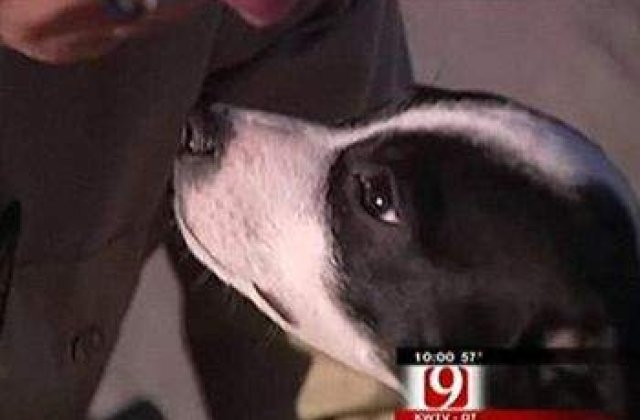 Catelul care a supravietuit eutanasierii!