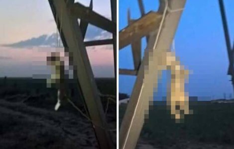 Un adolescent a publicat imagini cu pisici spanzurate pe Facebook