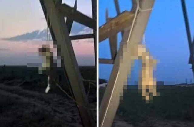 Un adolescent a publicat imagini cu pisici spanzurate pe Facebook