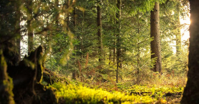 Greenpeace, despre exploatarea padurii cvasivirgine din Muntii Ciucas: Este realizata ilegal