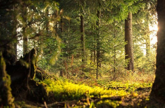 Greenpeace, despre exploatarea padurii cvasivirgine din Muntii Ciucas: Este realizata ilegal