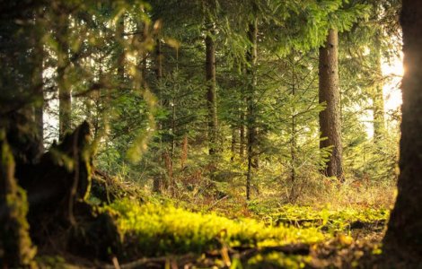 Greenpeace, despre exploatarea padurii cvasivirgine din Muntii Ciucas: Este realizata ilegal