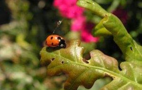  Top  Top 8+1 animale si insecte care pot prezice vremea