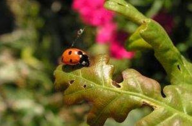 Top 8+1 animale si insecte care pot prezice vremea