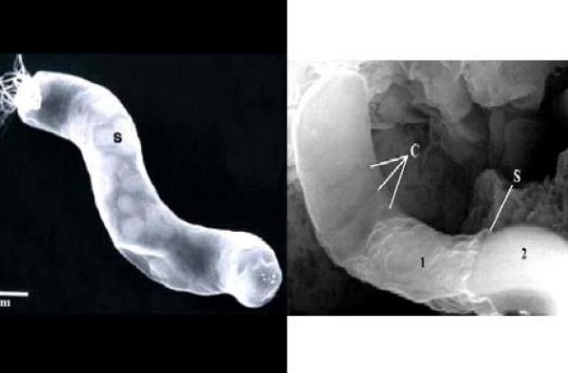 "Nu suntem singuri in Univers!"