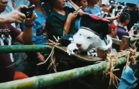 Ritual in China: Un caine este imbracat, asezat la loc de cinste si purtat pe umeri de tinerii din sat