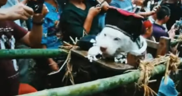 Ritual in China: Un caine este imbracat, asezat la loc de cinste si purtat pe umeri de tinerii din sat