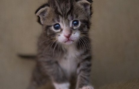  Top  Top 10 fotografii cu pisici care topesc pana si cea mai rece inima