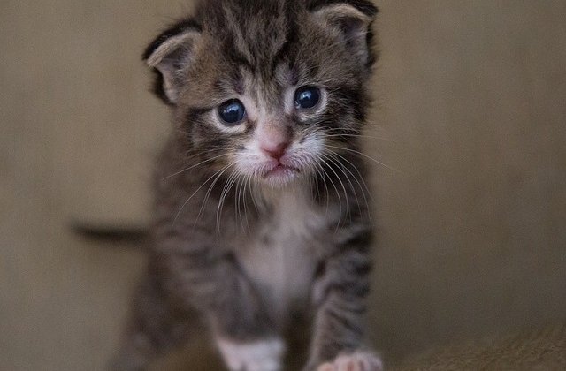 Top 10 fotografii cu pisici care topesc pana si cea mai rece inima