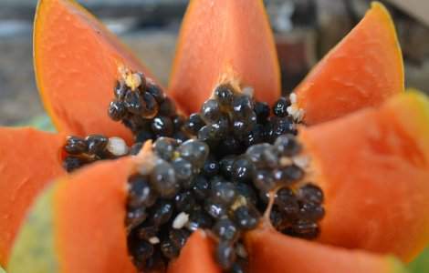  Top  10 motive care te vor determina sa mananci mai des papaya