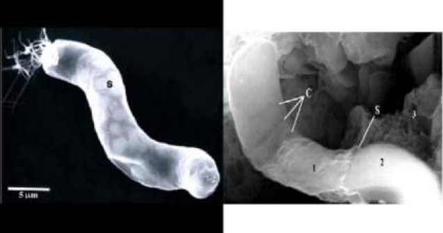 Prima dovada a existentei vietii extraterestre?