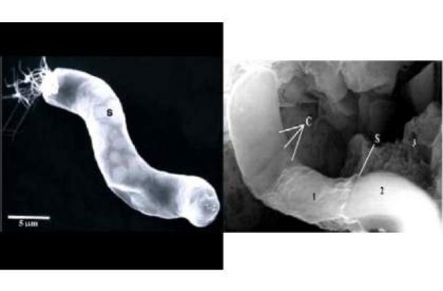 Prima dovada a existentei vietii extraterestre?