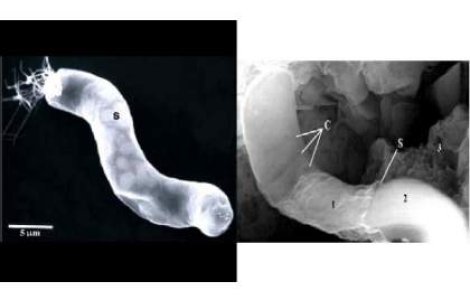 Prima dovada a existentei vietii extraterestre?