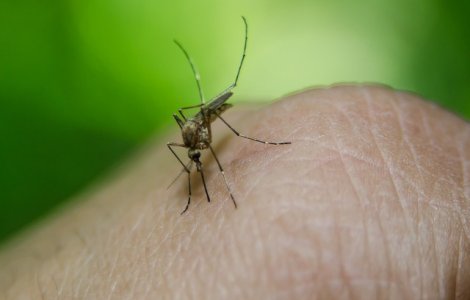 Alerta in centrele de transfuzii. Sangele de la donatori este verificat din cauza virusului West Nile