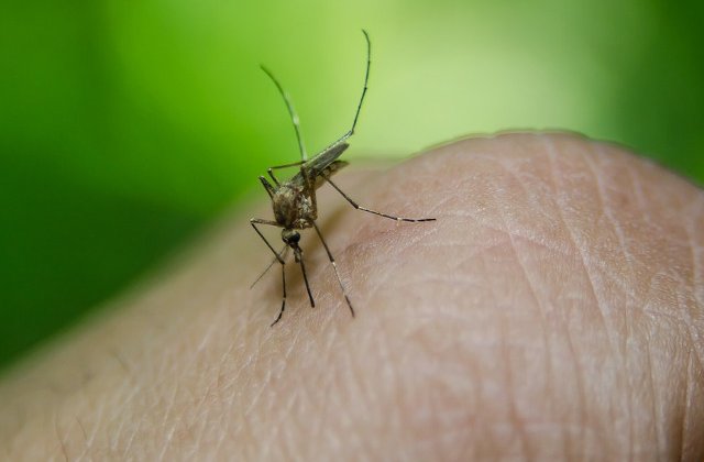 Alerta in centrele de transfuzii. Sangele de la donatori este verificat din cauza virusului West Nile
