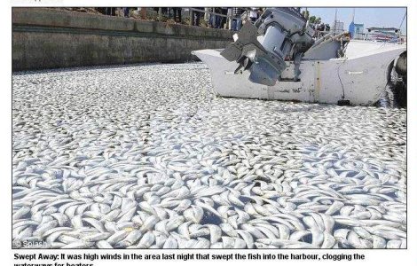 Milioane de pesti morti in California