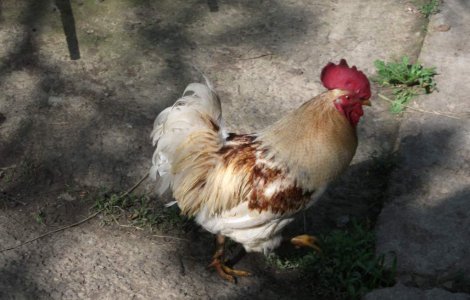 Gainile pot simti empatie